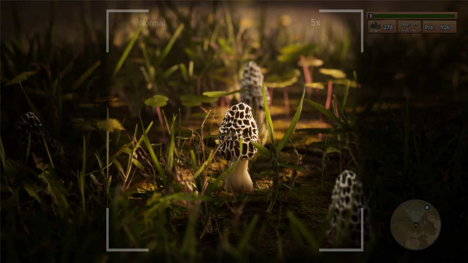 羊肚菌：狩猎/Morels: The Hunt-1