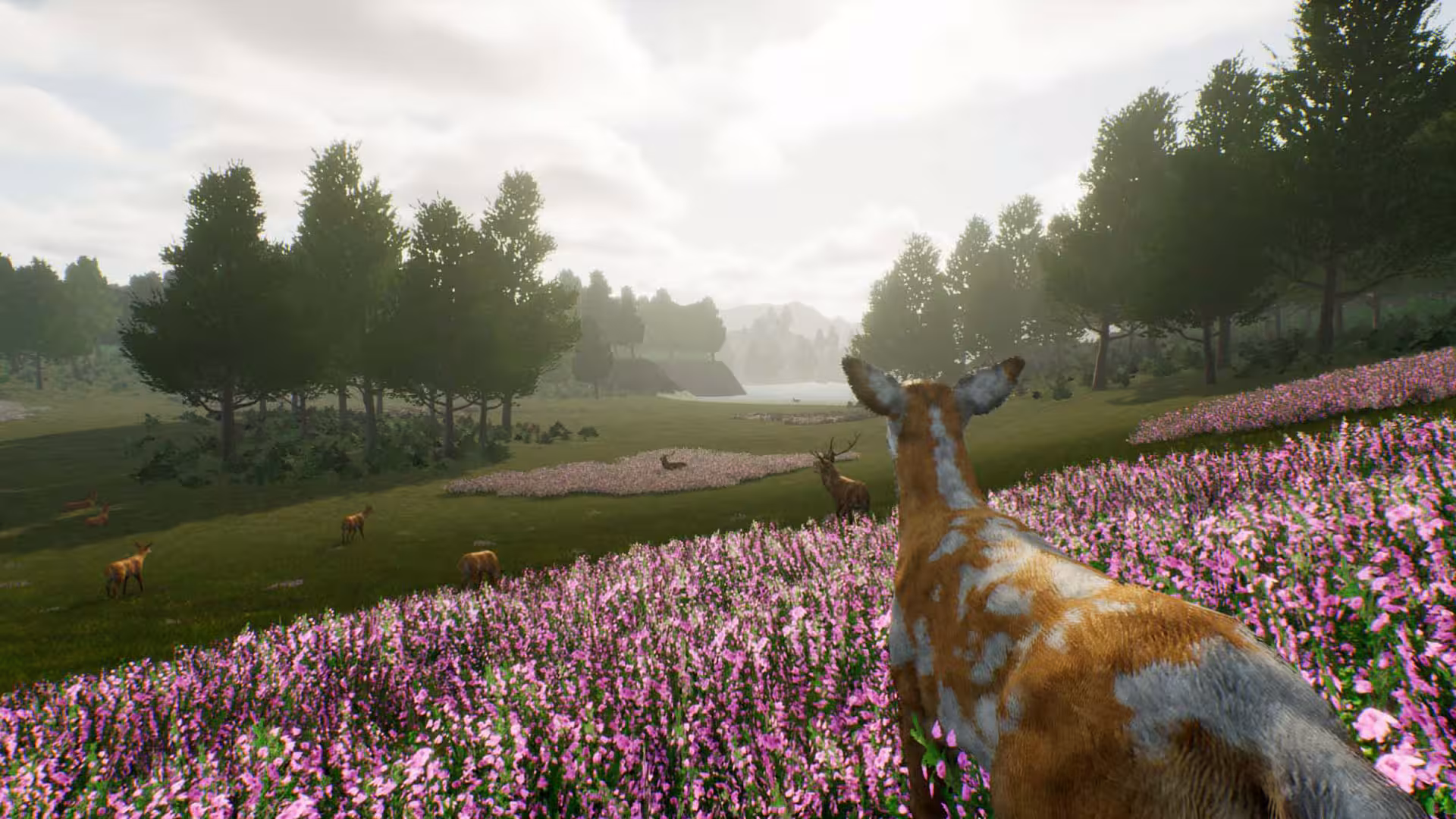 鹿之旅/Deer Journey-2 鹿之旅/Deer Journey-2
