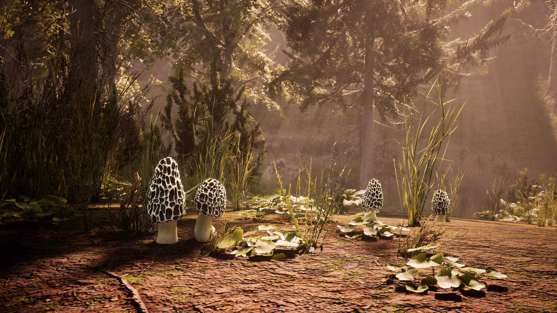 羊肚菌:狩猎/Morels: The Hunt-5 羊肚菌:狩猎/Morels: The Hunt-5