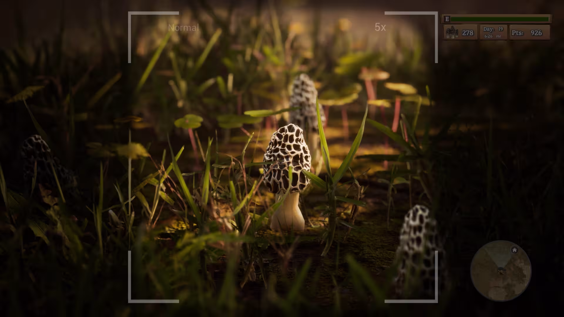 羊肚菌:狩猎/Morels: The Hunt-1 羊肚菌:狩猎/Morels: The Hunt-1