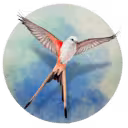 展翅翱翔/WINGSPAN